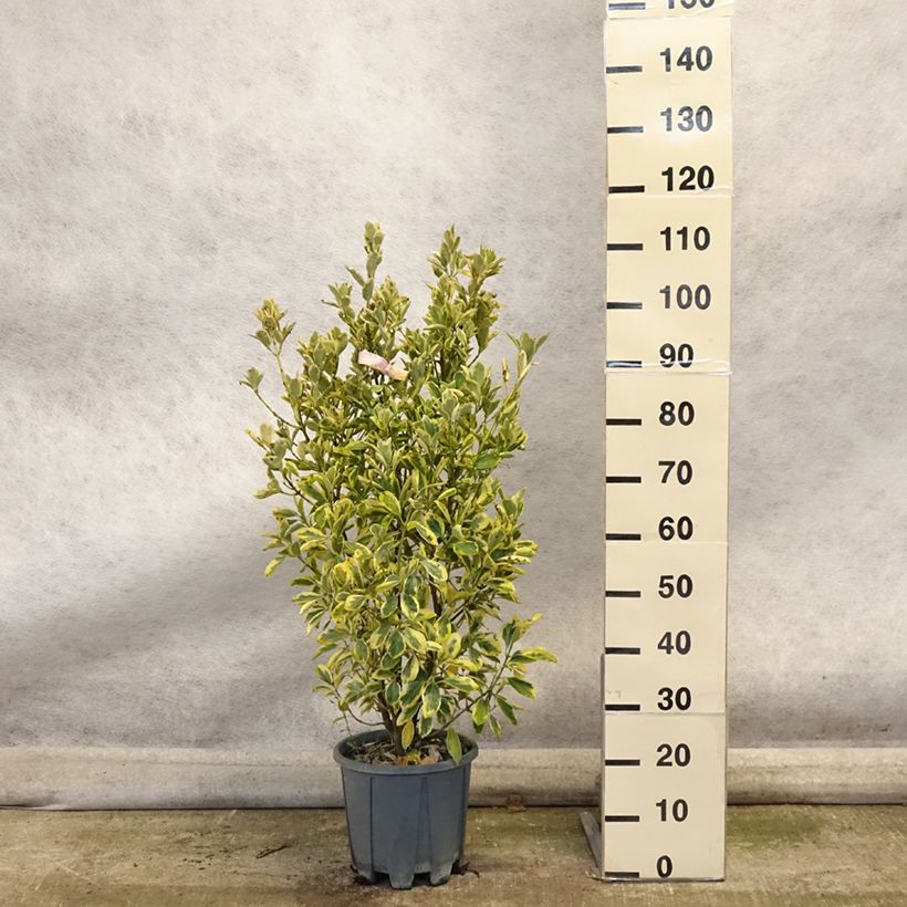 Ejemplar de Evónimo Bravo - Euonymus japonicus Maceta 7,5L/10L entregado en otoño