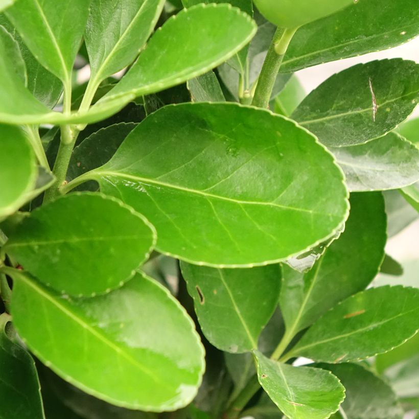 Evónimo - Euonymus japonicus (Follaje)