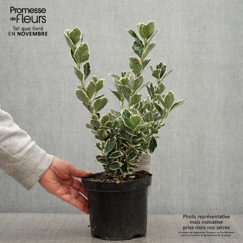 Ejemplar de Evónimo Kathy - Euonymus japonicus Maceta 2L/3L entregado en otoño