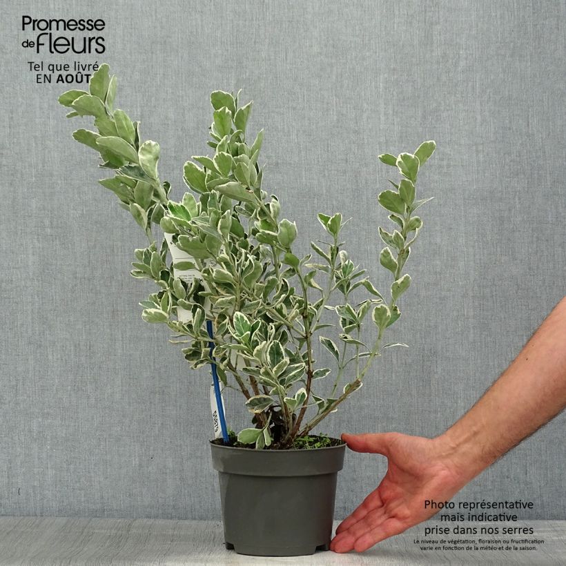 Ejemplar de Evónimo Kathy - Euonymus japonicus Maceta 2L/3LAltura de entrega aprox. 40/50cm entregado en verano