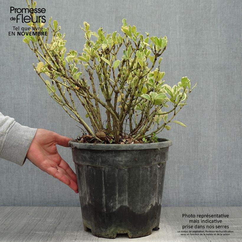 Ejemplar de Evónimo Kathy - Euonymus japonicus Maceta 7,5L/10L entregado en otoño