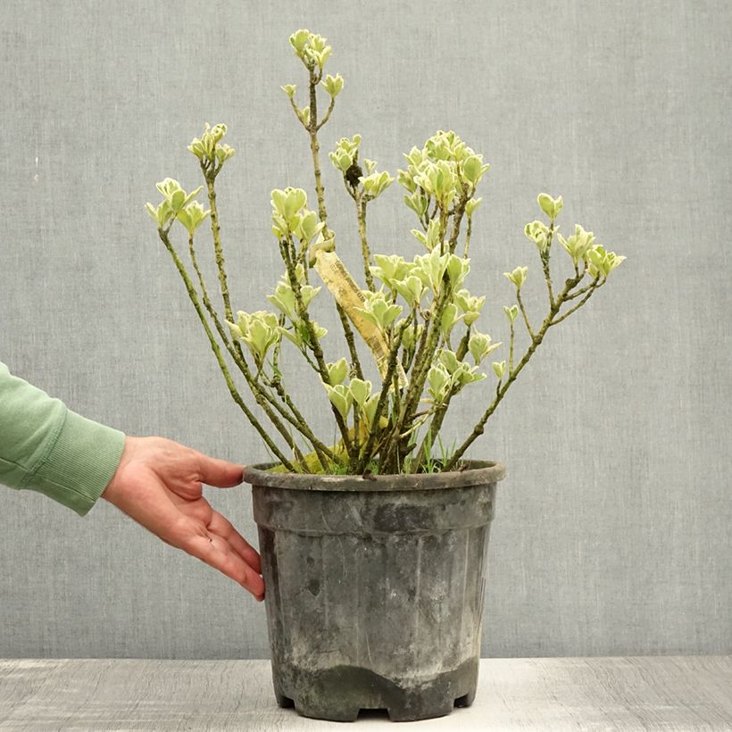 Ejemplar de Evónimo Kathy - Euonymus japonicus Maceta 7,5L/10LAltura de entrega aprox. 40/60cm entregado en verano
