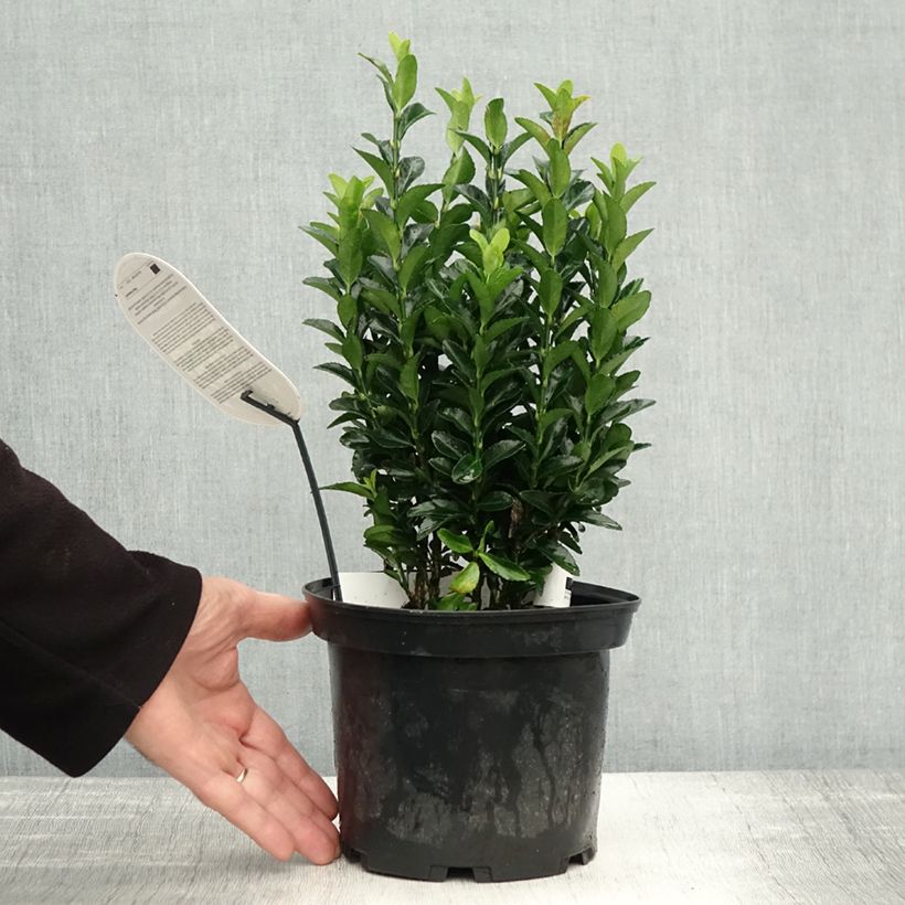 Ejemplar de Evónimo Paloma Blanca - Euonymus japonicus Maceta 3L/4L entregado en otoño