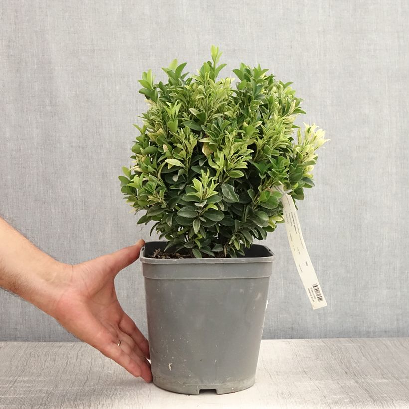 Ejemplar de Evónimo Paloma Blanca - Euonymus japonicus Maceta 3L/4LAltura de entrega aprox. 20/30cm entregado en verano