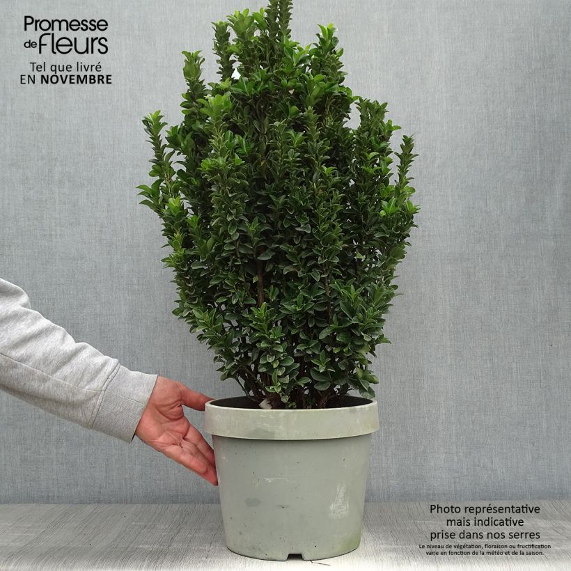 Ejemplar de Evónimo Paloma Blanca - Euonymus japonicus Maceta 7,5L/10L entregado en otoño