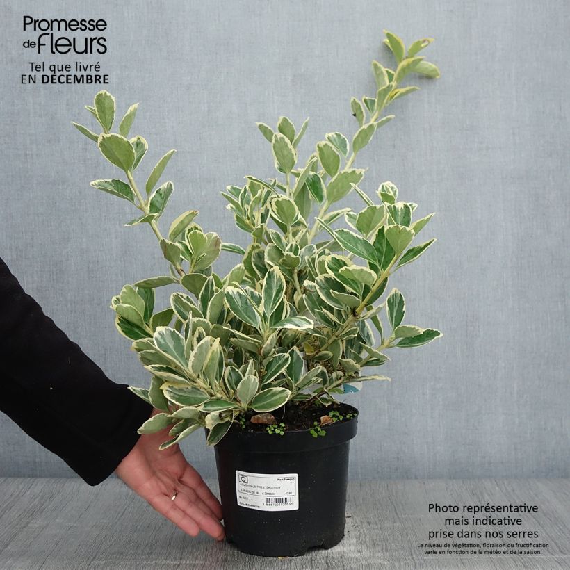 Ejemplar de Evónimo Président Gauthier - Euonymus japonicus Maceta 2L/3L entregado en otoño