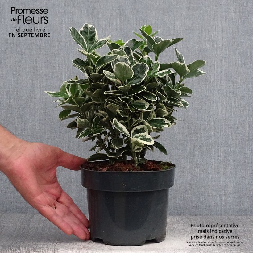 Ejemplar de Evónimo Suzanne - Euonymus japonicus Maceta 2L/3L entregado en otoño