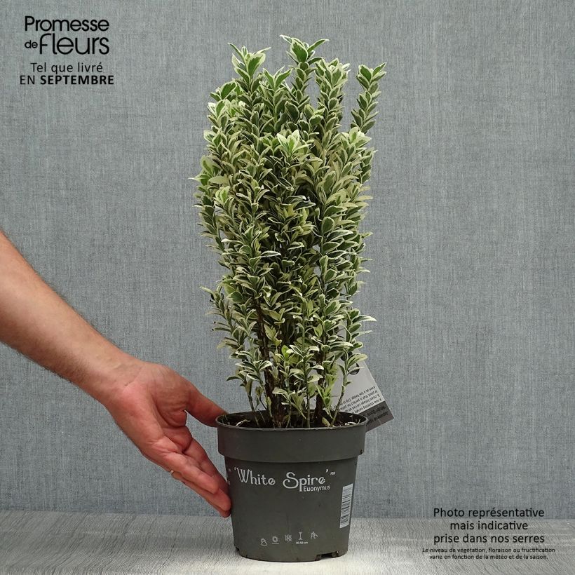 Ejemplar de Evónimo White Spire - Euonymus japonicus Maceta 2L/3L entregado en otoño