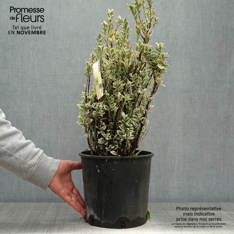 Ejemplar de Evónimo White Spire - Euonymus japonicus Maceta 7,5L/10L entregado en otoño