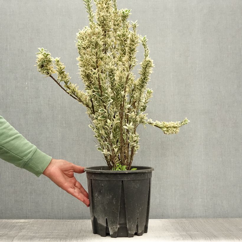 Ejemplar de Evónimo White Spire - Euonymus japonicus Maceta 7,5L/10L entregado en verano