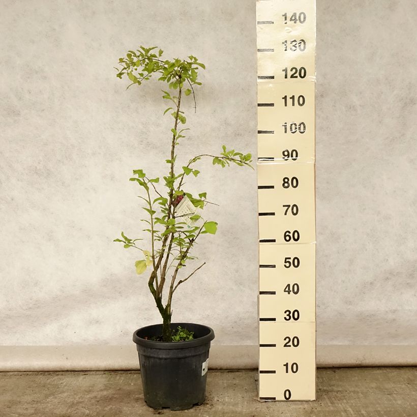 Ejemplar de Euonymus phellomanus - Evónimo Maceta 12L/15LAltura de entrega aprox. 60+cm entregado en verano