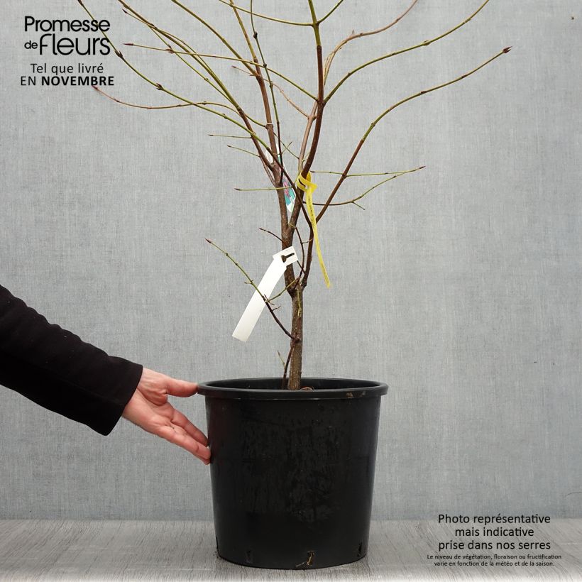 Ejemplar de Euonymus planipes - Evónimo Maceta 12L/15L entregado en otoño