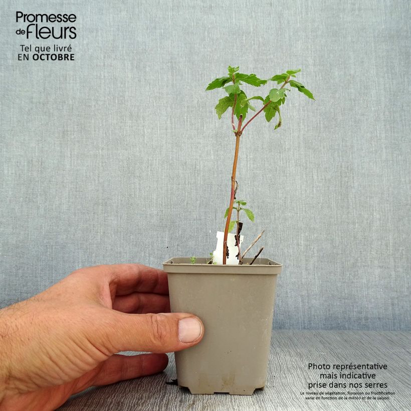 Ejemplar de Eupatorium canabinum Plenum Maceta de 8/9 cm entregado en otoño