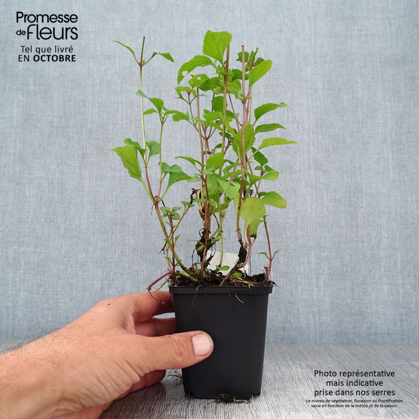 Ejemplar de Eupatorium coelestinum Maceta de 8/9 cm entregado en otoño