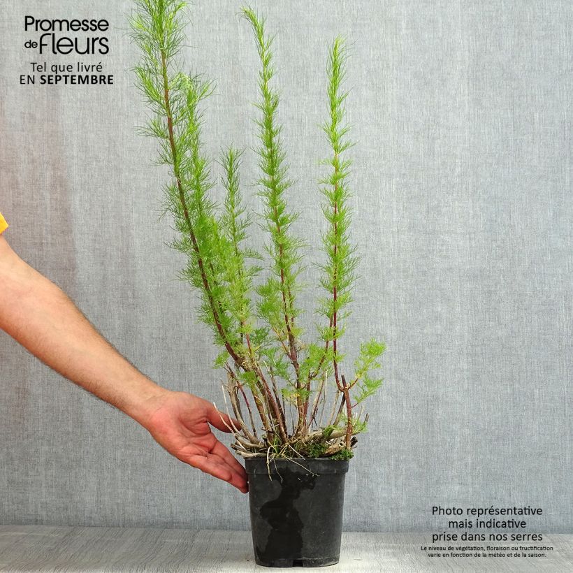 Ejemplar de Eupatorium capillifolium Elegant Plume Maceta 2L/3L entregado en verano