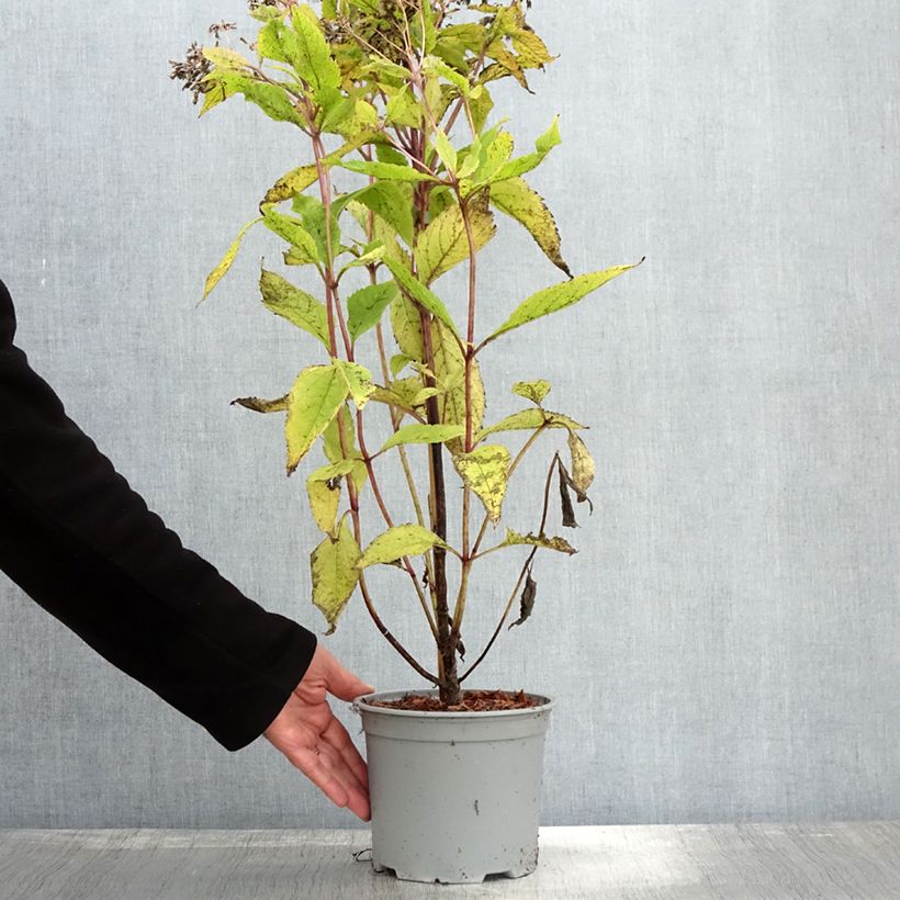 Ejemplar de Eupatorium Baby Joe Maceta 3L/4L entregado en otoño