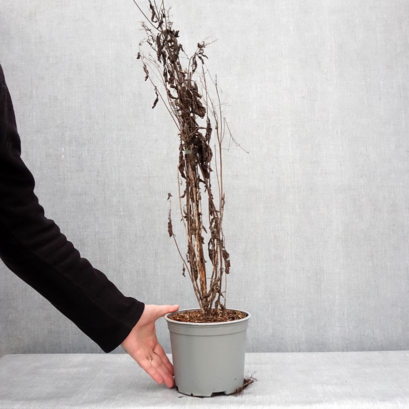 Eupatorium maculatum Phantom Maceta 3L/4L Ejemplar entregado en invierno