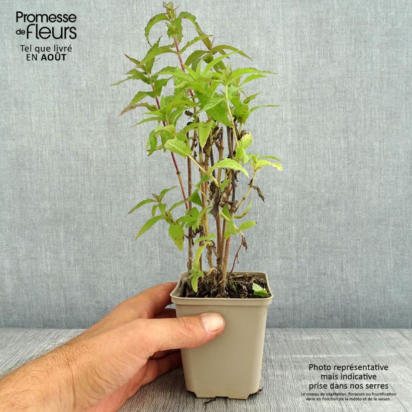 Ejemplar de Eupatorium perfoliatum - Eupatoire perfoliée Godet de 9cm entregado en verano