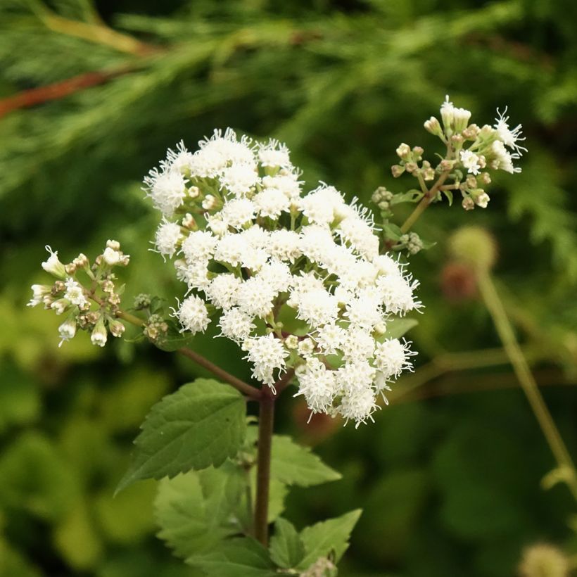 Eupatorium rugosum Braunlaub (Floración)