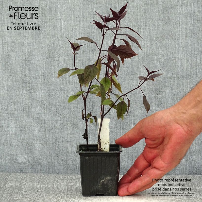 Ejemplar de Eupatorium altissima Chocolate Maceta de 8/9 cm entregado en verano