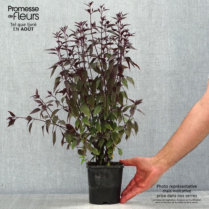 Ejemplar de Eupatorium altissima Chocolate Maceta 1,5L/2L entregado en verano