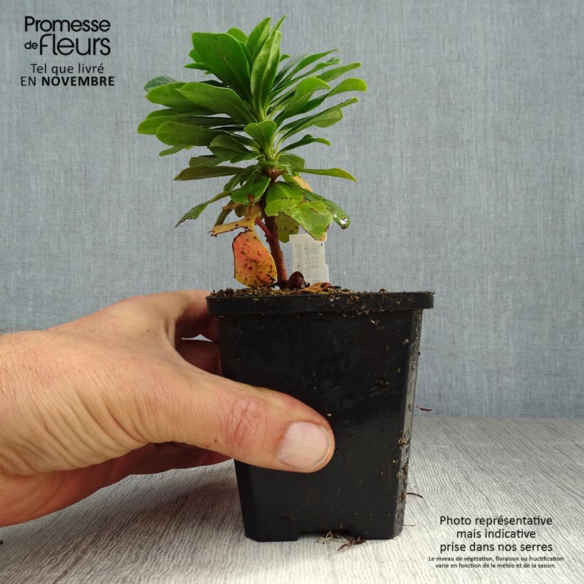 Ejemplar de Euforbio - Euphorbia amygdaloïdes var. robbiae Maceta de 8/9 cm entregado en otoño