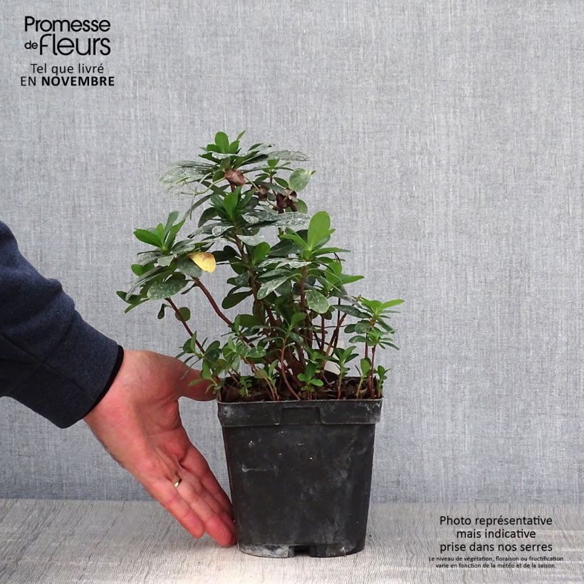 Ejemplar de Euforbio - Euphorbia amygdaloïdes var. robbiae Maceta 2L/3L entregado en otoño