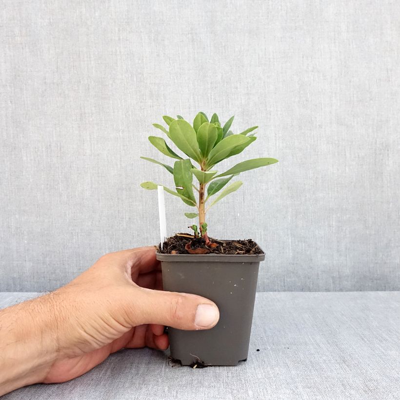 Ejemplar de Euforbio - Euphorbia amygdaloïdes var. robbiae Maceta de 8/9 cm entregado en verano