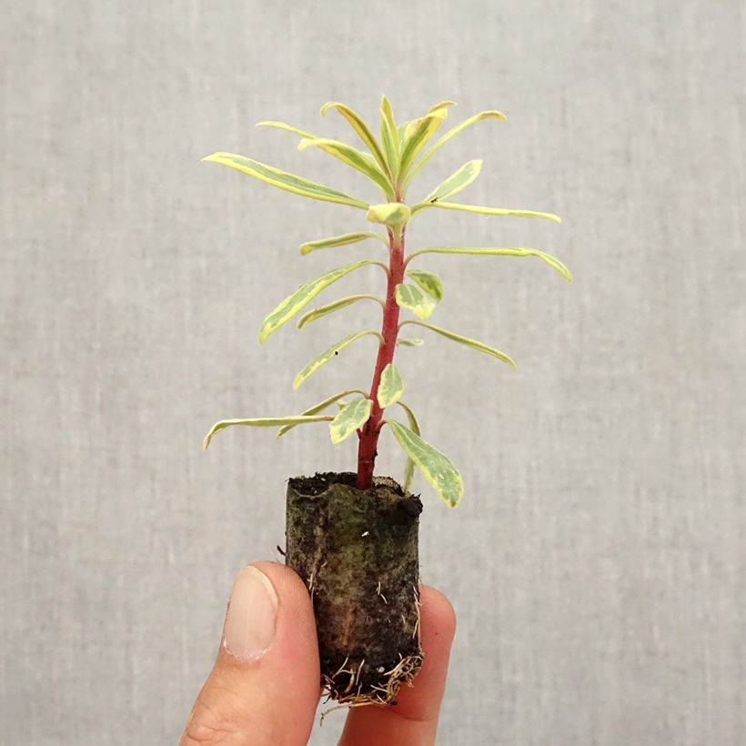 Ejemplar de Euphorbia martinii Ascot Rainbow - Lechetrezna cepellón: 4 cm x 4,5 cm entregado en otoño
