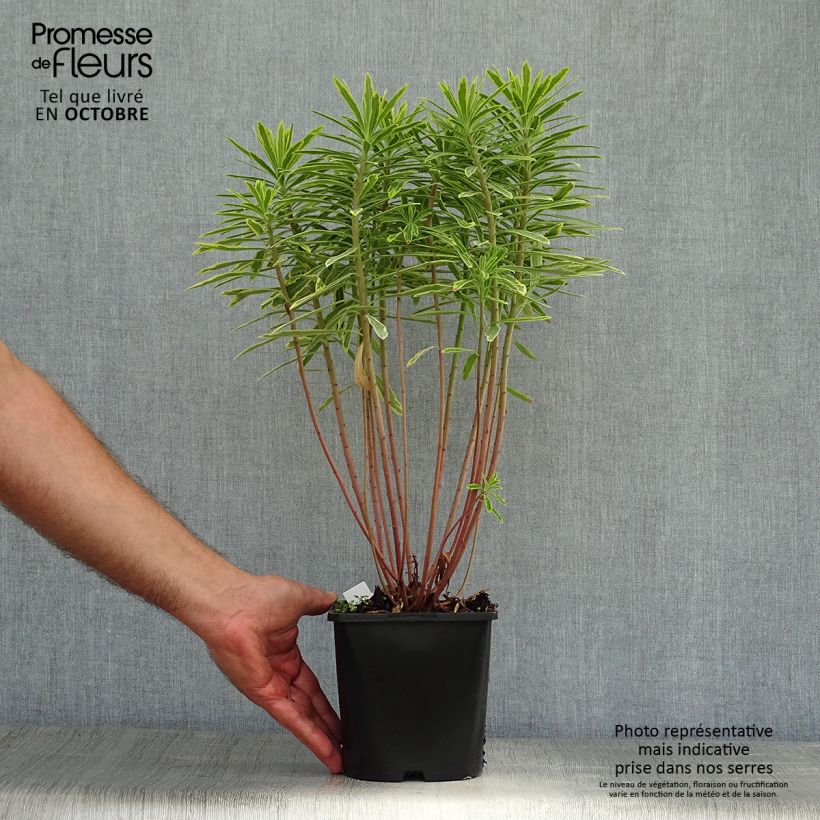 Ejemplar de Euphorbia martinii Ascot Rainbow - Lechetrezna Maceta 1,5L/2L entregado en otoño