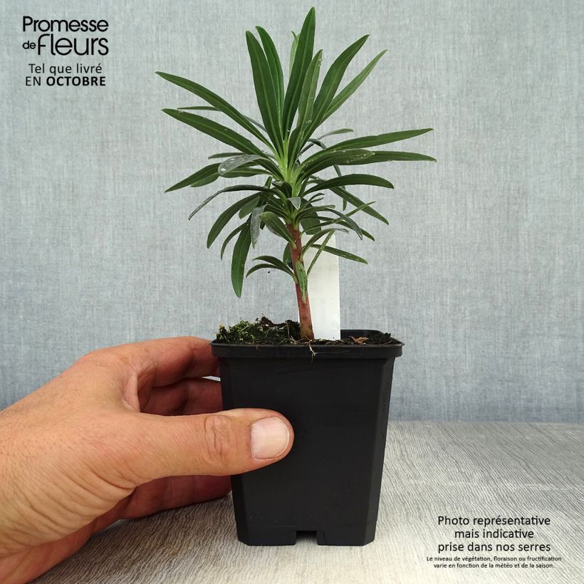 Ejemplar de Euforbio mediterráneo Blue Wonder - Euphorbia characias Maceta de 8/9 cm entregado en otoño
