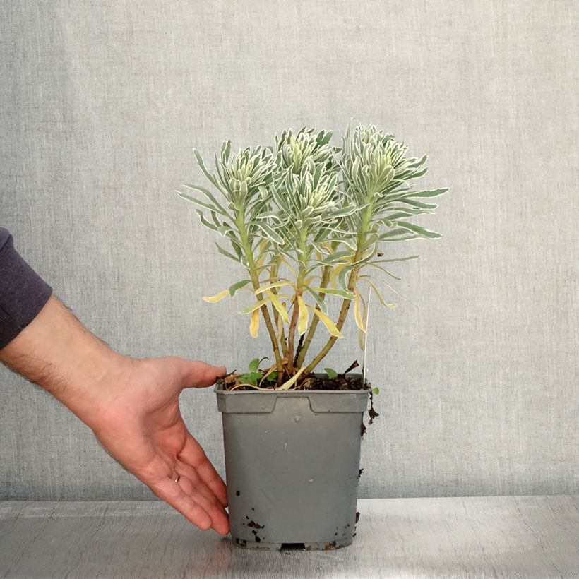 Ejemplar de Euforbio mediterráneo Glacier Blue - Euphorbia characias Maceta 1,5L/2L entregado en otoño