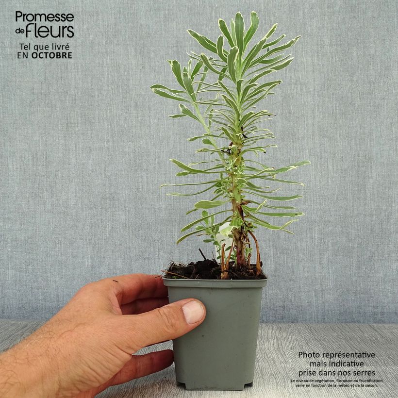 Ejemplar de Euforbio mediterráneo Wilcott - Euphorbia characias Maceta de 8/9 cm entregado en otoño