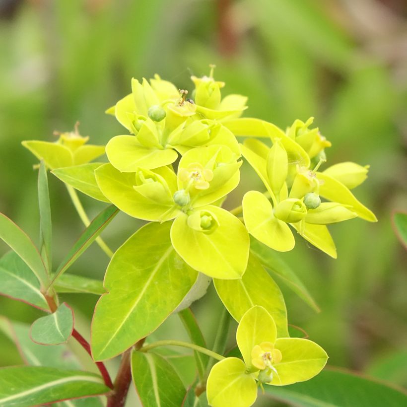 Euphorbia cornigera - Lechetrezna (Floración)