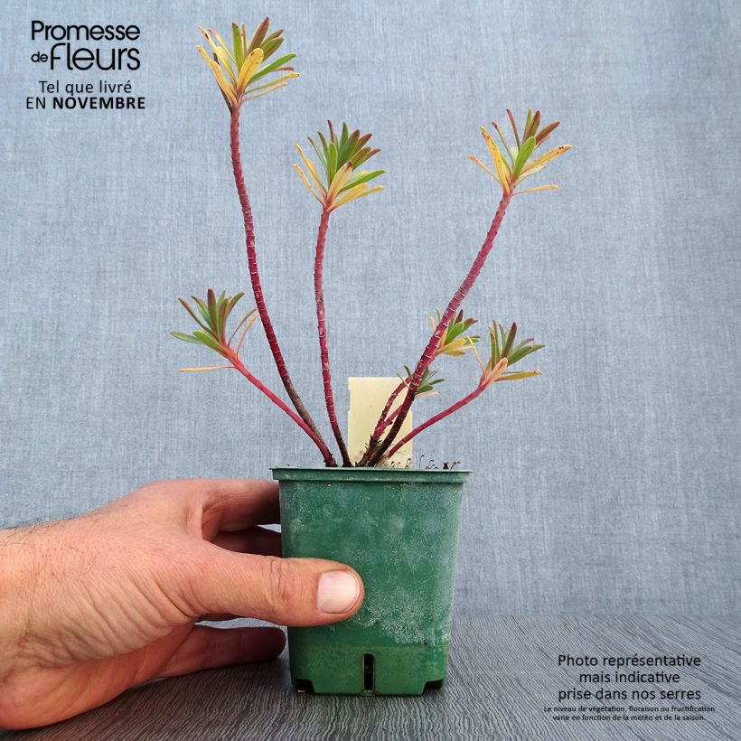 Ejemplar de Euphorbia nicaeensis - Lechetrezna de Niza Maceta de 8/9 cm entregado en otoño