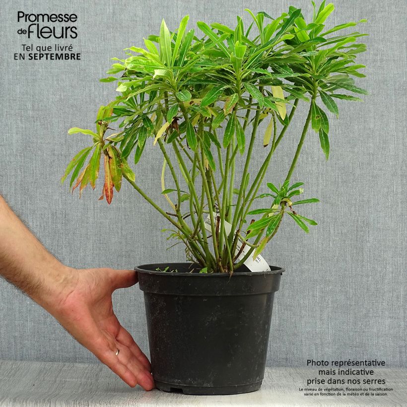 Ejemplar de Euphorbia mellifera - Lechetrezna de miel Maceta 2L/3L entregado en otoño