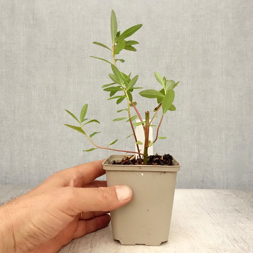 Ejemplar de Euphorbia palustris Walenburg's Glory - Lechetrezna de pantano Maceta de 8/9 cm entregado en verano