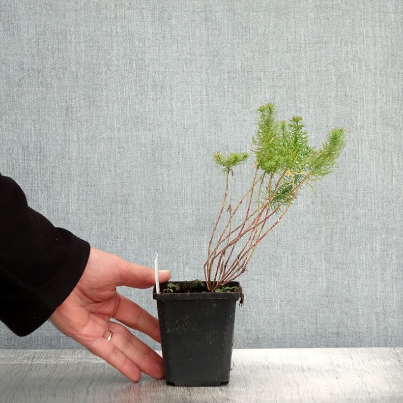 Ejemplar de Euphorbia cyparissias - Euforbia ciprés Maceta de 8/9 cm entregado en otoño