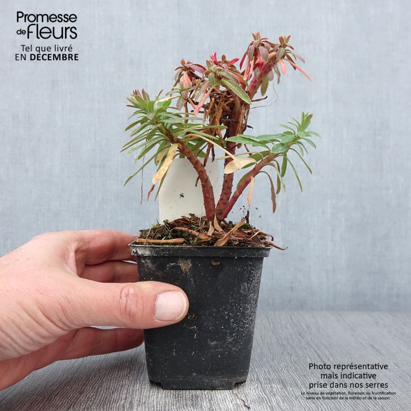 Ejemplar de Euphorbia pseudovirgata Redwing - Lechetrezna Maceta de 8/9 cm entregado en otoño