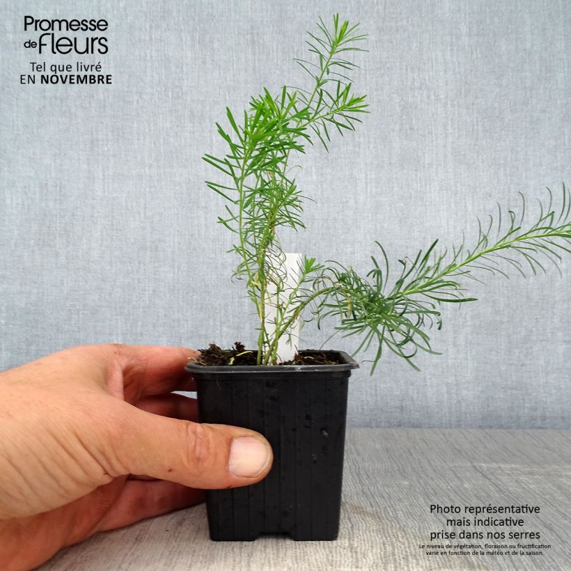 Ejemplar de Euphorbia waldsteinii Betten - Lechetrezna Maceta de 8/9 cm entregado en otoño