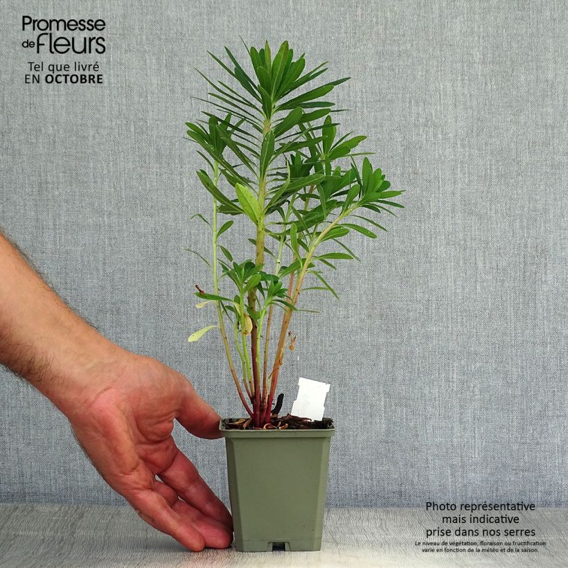 Ejemplar de Euphorbia martinii - Lechetrezna Maceta de 8/9 cm entregado en otoño