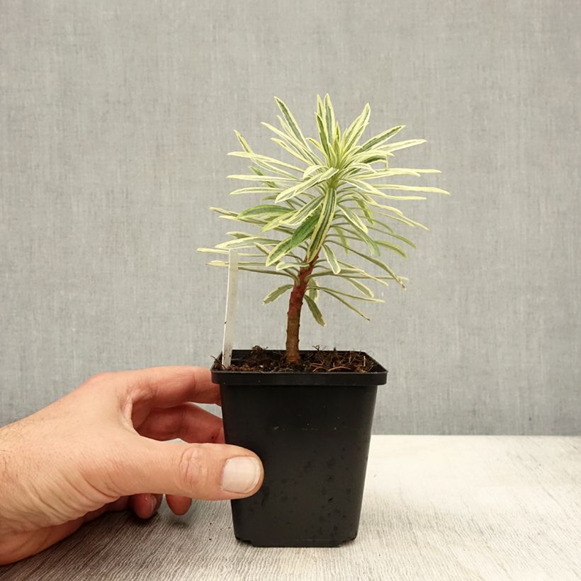Ejemplar de Euforbio mediterráneo Emmer Green - Euphorbia characias Maceta de 8/9 cm entregado en otoño
