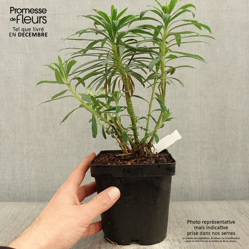 Ejemplar de Euforbio mediterráneo - Euphorbia characias Maceta 2L/3L entregado en otoño