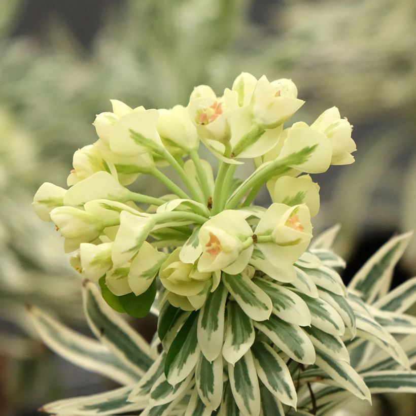 Euforbio mediterráneo Tasmanian tiger - Euphorbia characias (Floración)