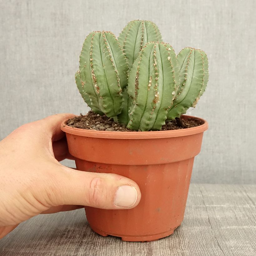 Euphorbia glauca - Lechetrezna Maceta de 12 cm / 13 cm Ejemplar entregado en la primavera