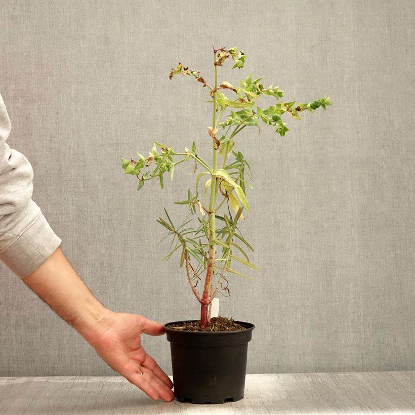 Ejemplar de Euphorbia lathyris - Tártago Maceta 2L/3L entregado en otoño