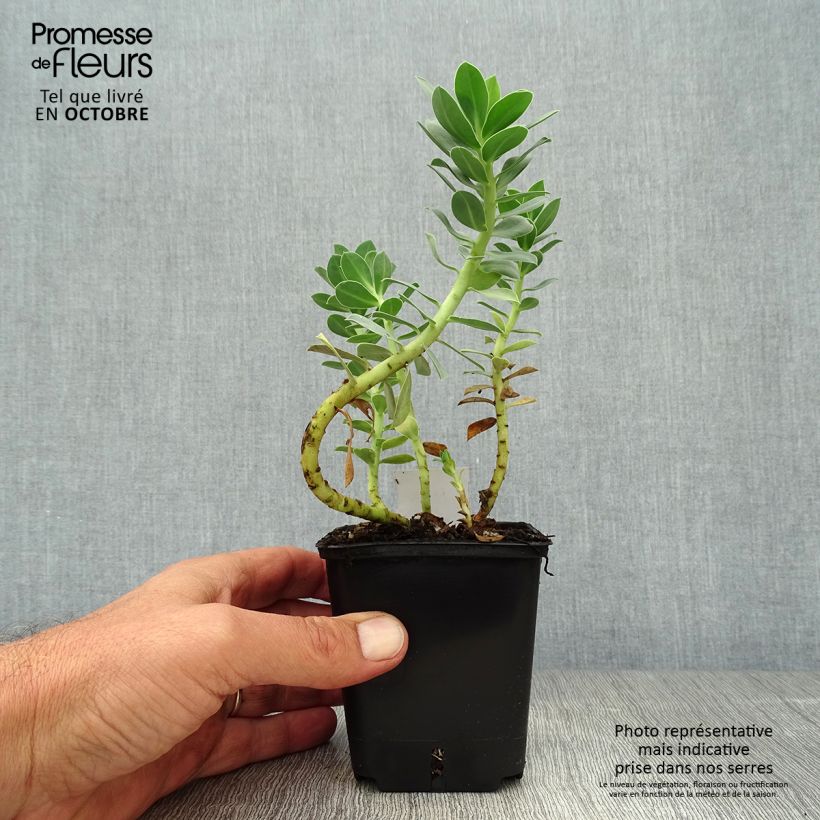 Ejemplar de Euphorbia myrsinites - Euforbia de hoja de mirto Maceta de 8/9 cm entregado en otoño