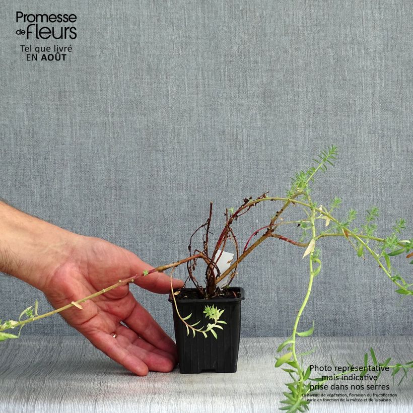 Ejemplar de Euphorbia pithyusa subsp. cupanii Ponte Leccia - Lechetrezna Maceta de 8/9 cm entregado en verano
