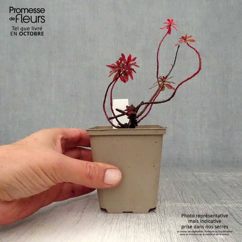 Ejemplar de Euphorbia polychroma Bonfire - Lechetrezna Maceta de 8/9 cm entregado en otoño
