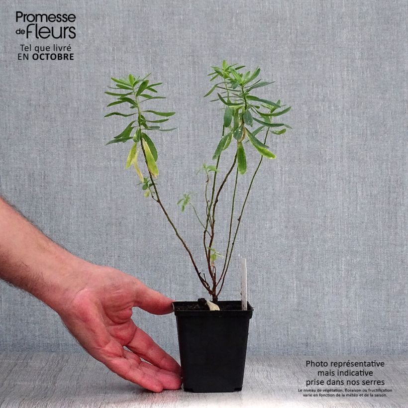 Ejemplar de Euphorbia polychroma - Lechetrezna Maceta de 8/9 cm entregado en otoño